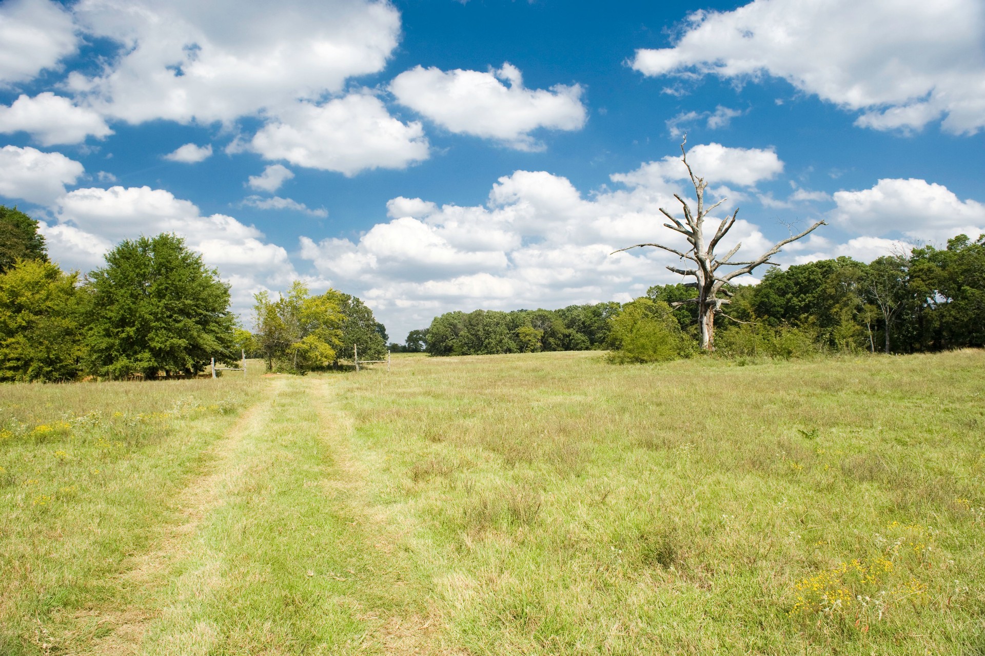 Old dead tree on grassy farm road, Oklahoma